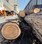 金宿稲荷社の再建に使われた伐採木材